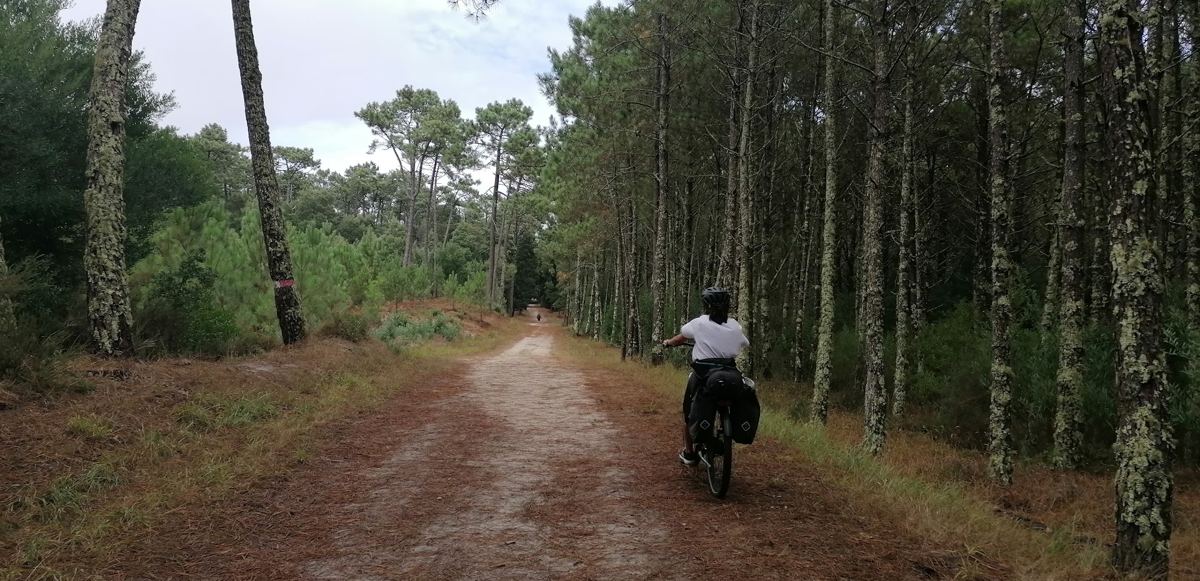 Ciclista num caminho entre pinheiros