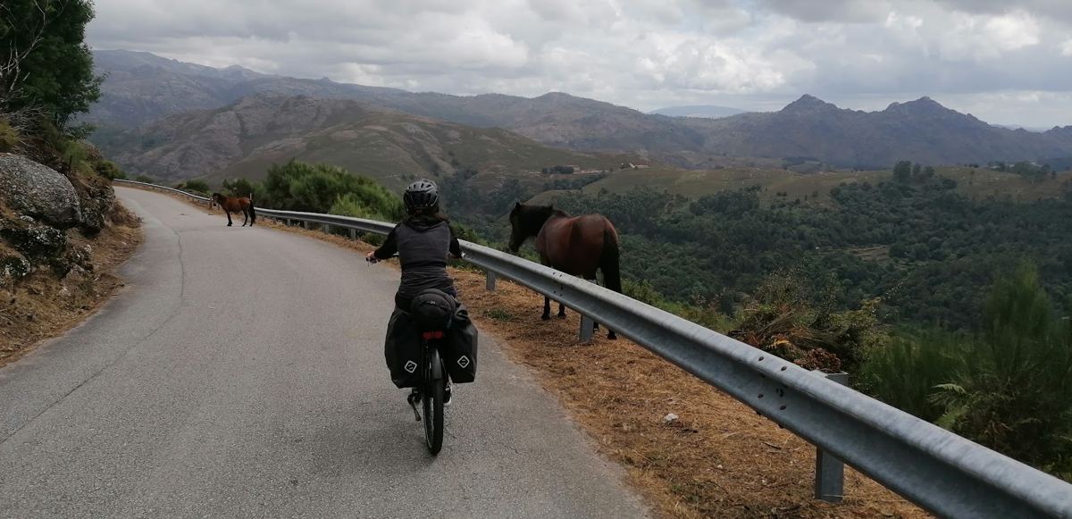 Ciclista numa estrada de montanha, com dois cavalos na berma